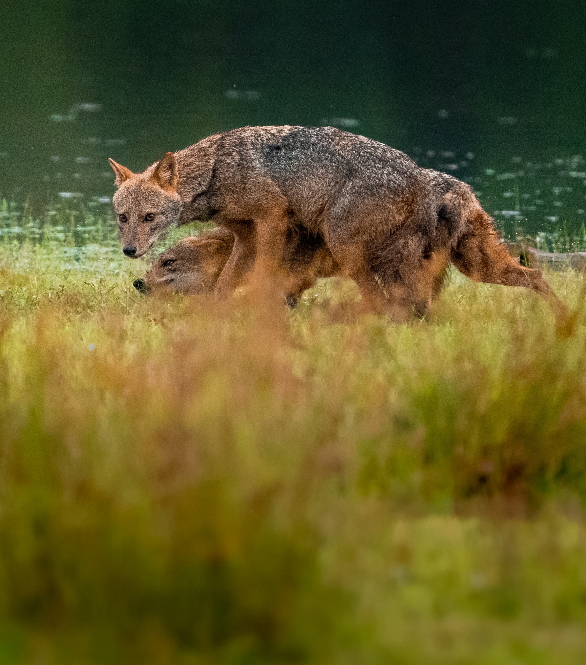 Forest Fox