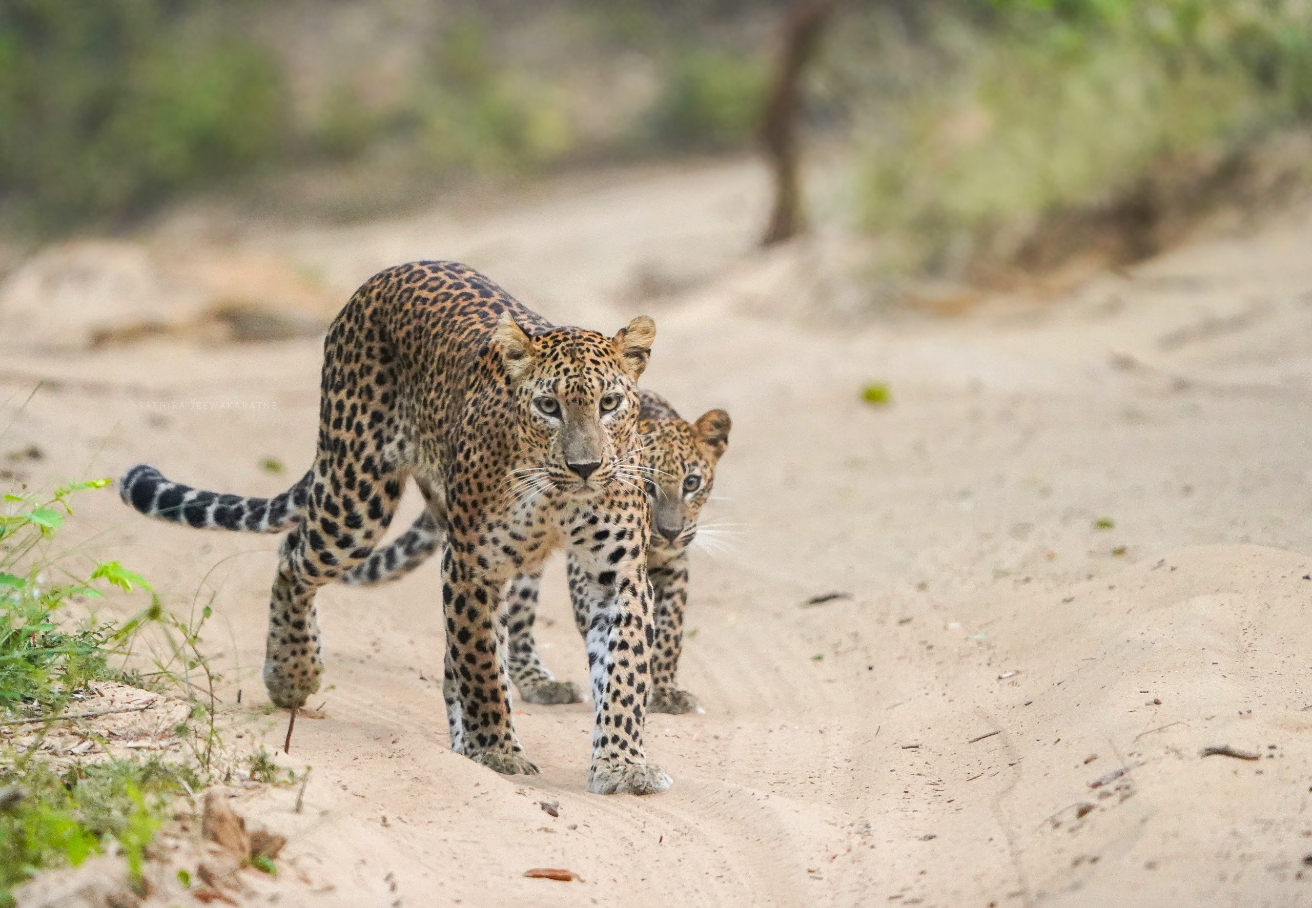 Leopard in Tree