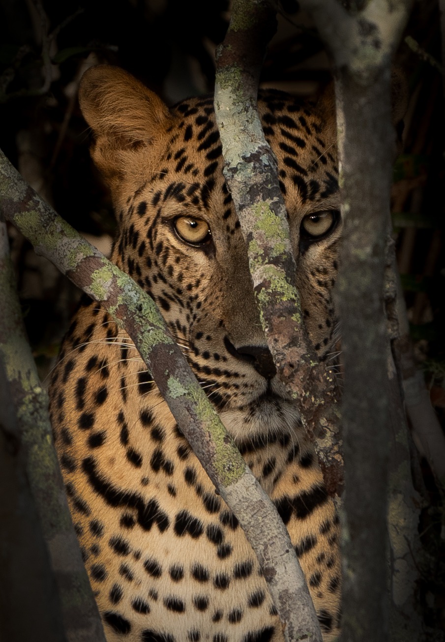 Resting Leopard